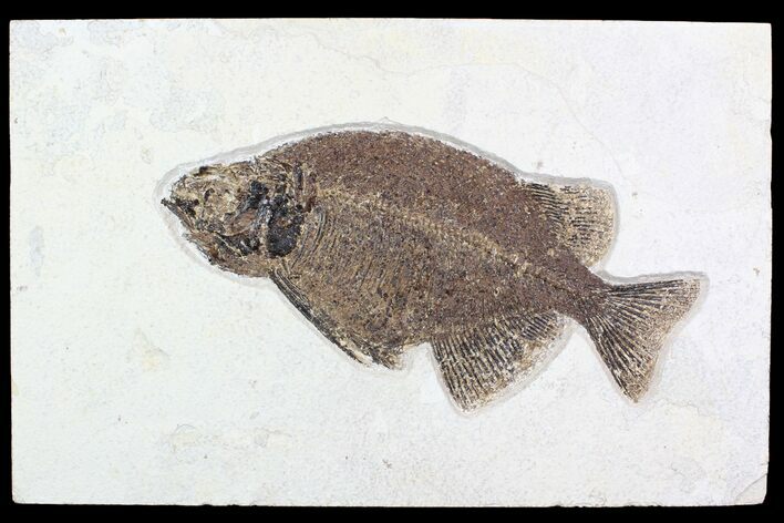 Elegant, Fossil Fish (Phareodus) - Wyoming #92864